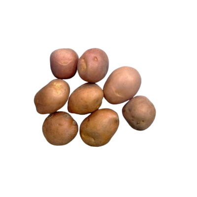 RED GUARNICIÓN potato Organic 